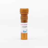 Strep-Tactin®XT DY-488 conjugate 