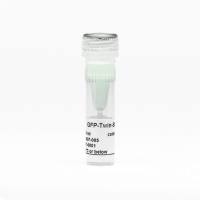 GFP-Twin-Strep-tag control protein 