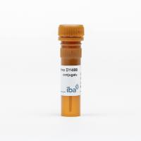 StrepMAB-Immo DY-488 conjugate 