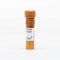 StrepMAB-Immo DY-649 conjugate 