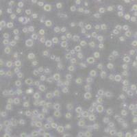 CCRF-CEM [CCRF CEM]人急性淋巴细胞白血病T淋巴细胞(带STR鉴定)