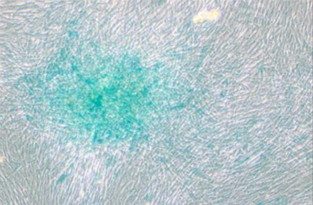 有限传代细胞代次管理秘籍