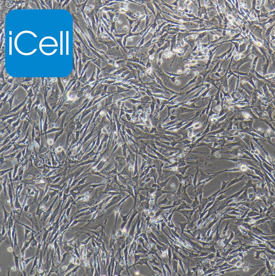 小鼠肾小球系膜细胞永生化  免疫荧光鉴定 镜像绮点（Cellverse）