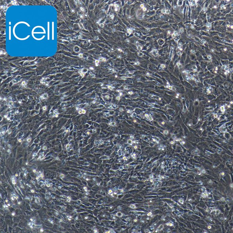 小鼠肾小球系膜细胞/免疫荧光鉴定/镜像绮点（Cellverse）