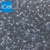 小鼠肾小球系膜细胞 | 肾小球系膜细胞 | 免疫荧光鉴定 | 镜像绮点（Cellverse）