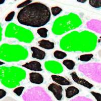 LIFESCIENCE生命科学研究系统