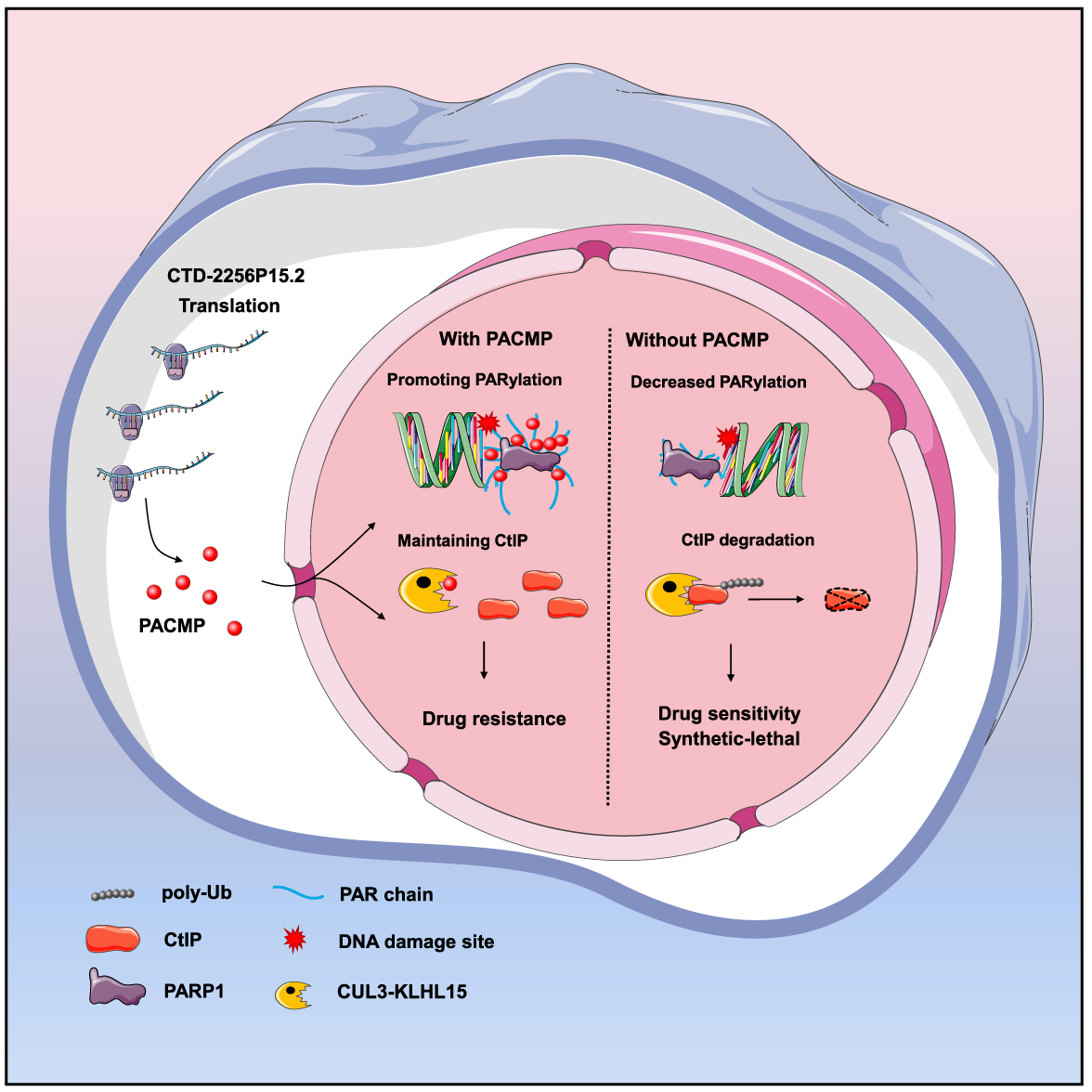 lncRNA新研究进展盘点（20220304）
