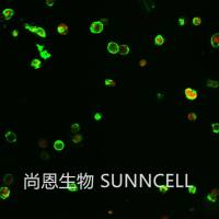 Annexin V-PI染色凋亡试剂盒/PI凋亡试剂盒