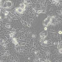 Caco-2 (人结直肠腺癌细胞)带鉴定