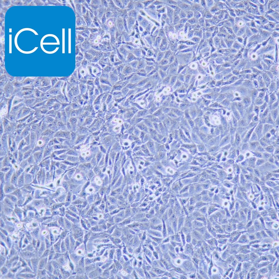 9L/lacZ 大鼠胶质肉瘤细胞/种属鉴定/镜像绮点（Cellverse）