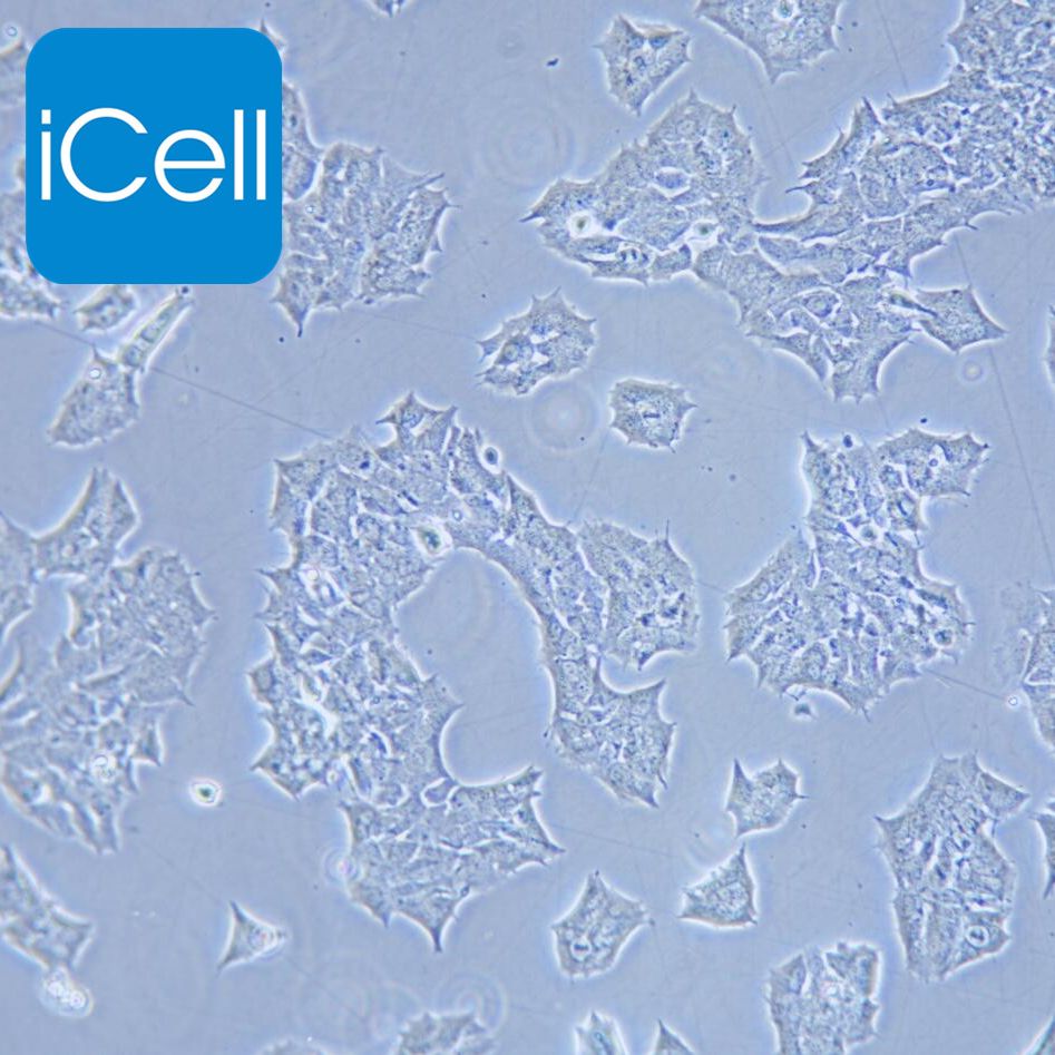 GT1-1 小鼠垂体瘤细胞 种属鉴定 镜像绮点（Cellverse）