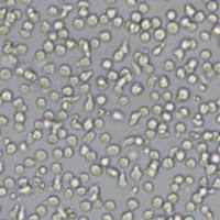 CoC1人卵巢癌细胞(带STR鉴定)