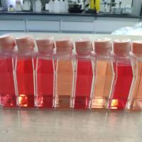 MonoMac6 人急性单核细胞白血病细胞/STR鉴定