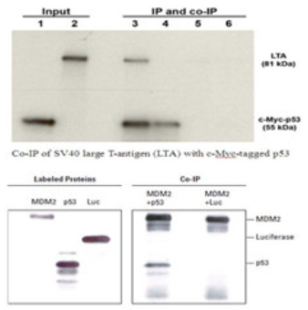 免疫共沉淀（CO-IP）