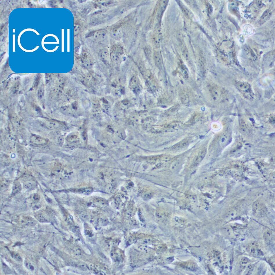 NCI-H2452 人间皮瘤细胞/STR鉴定/镜像绮点（Cellverse）