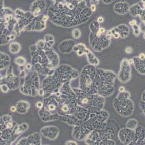 HT29人结肠癌细胞(带STR鉴定)