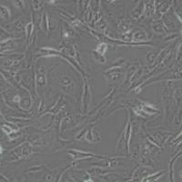 J82人膀胱移行细胞癌(带STR鉴定)