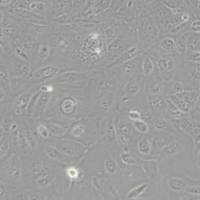 HK2人肾皮质近曲小管上皮细胞(带STR鉴定)