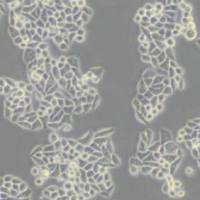 Eca-109人食管癌细胞（带STR鉴定）