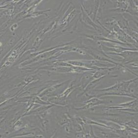 MRC5人胚肺细胞(带STR鉴定)