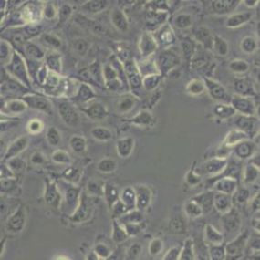 NCI-H292人肺癌细胞(淋巴结转移)(带STR鉴定)