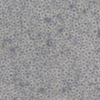 K562人慢性髓原白血病细胞(带STR鉴定)