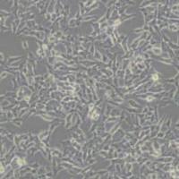 SHSY5Y人神经母细胞瘤细胞(带STR鉴定)