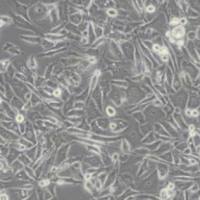 PC3人前列腺癌细胞(带STR鉴定)