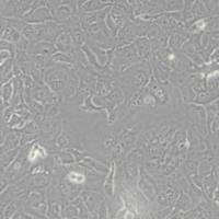 RBE人肝胆管癌细胞(带STR鉴定)