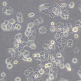 NCI-H1299人非小细胞肺癌细胞(带STR鉴定)