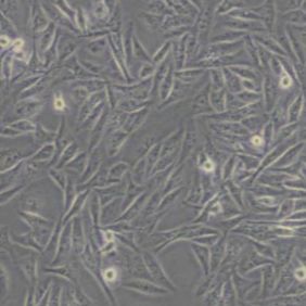 MDA-MB-231人乳腺癌细胞(带STR鉴定)