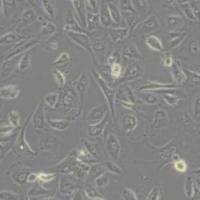 OSRC2人肾癌细胞(带STR鉴定)