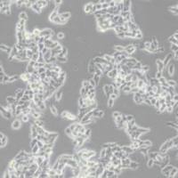 LS174T(人结肠腺癌细胞(带STR鉴定)