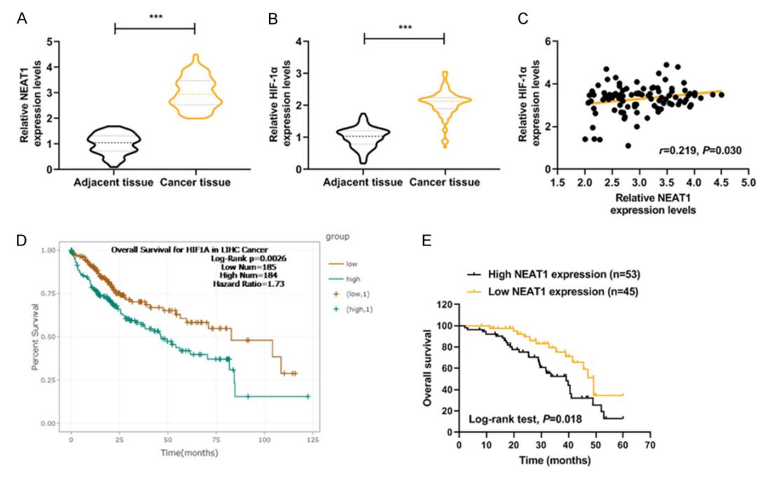 低氧/厌氧产品案例——低氧与肝癌研究