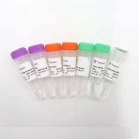 Ribo-off rRNA Depletion Kit V2 (Bacteria)（升级版革兰