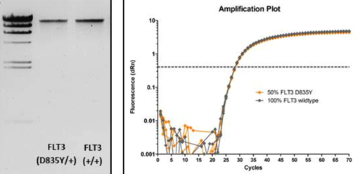 人HAP1细胞系 Horizon Discovery #C631