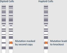 人HAP1细胞系 Horizon Discovery #C631