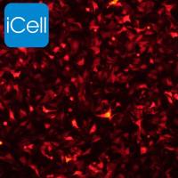A549+RFP 人肺癌细胞+RFP/镜像绮点(Cellverse)