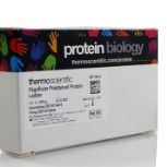 蛋白marker-适用于SDS-PAGE、蛋白免疫印迹（western blot）和等电聚焦电泳（IEF）等