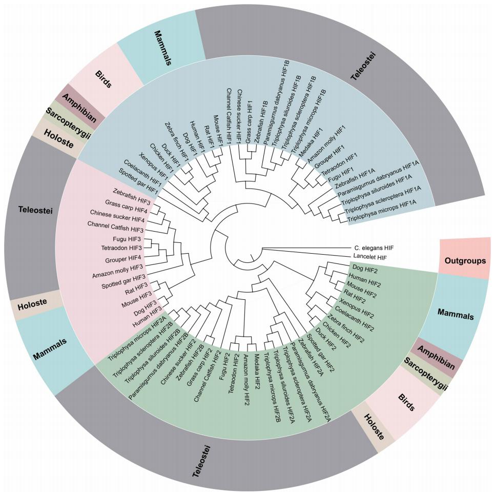低氧/厌氧产品案例——高原低氧研究