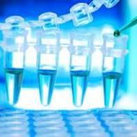 CAS：21829-25-4、98% by TLC、NMR (Conforms)、硝苯地平