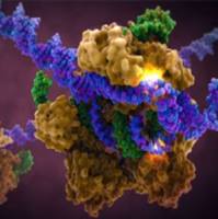 CAS：942206-85-1、98% by TLC、NMR (Conforms)、GSK-1016790A