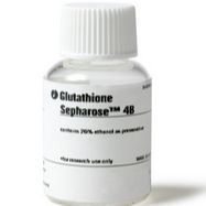 用于纯化蛋白Glutathione Sepharose 4B填料
