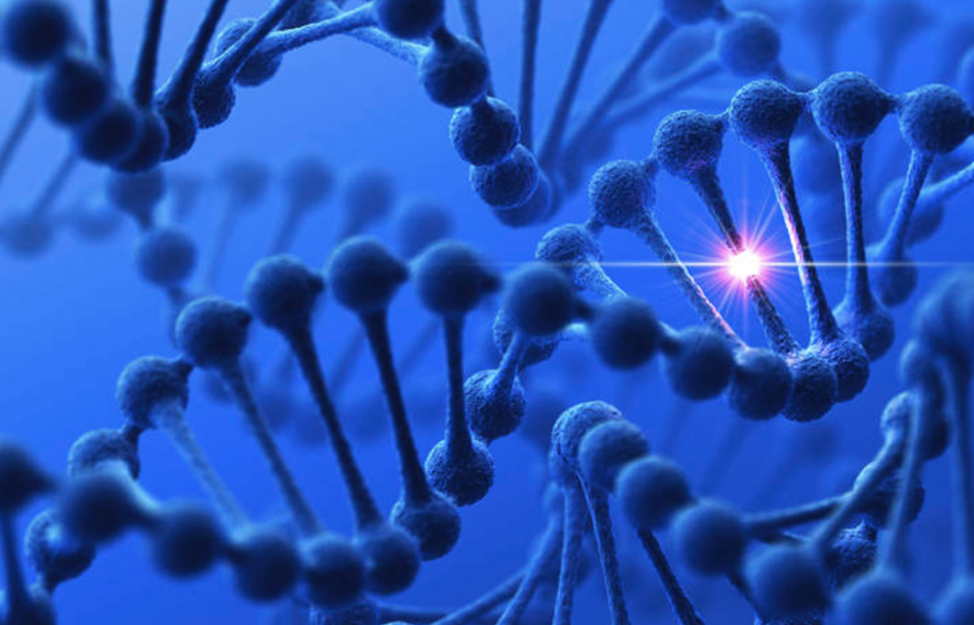 您的Cre-lox小鼠能否删除正确的基因？