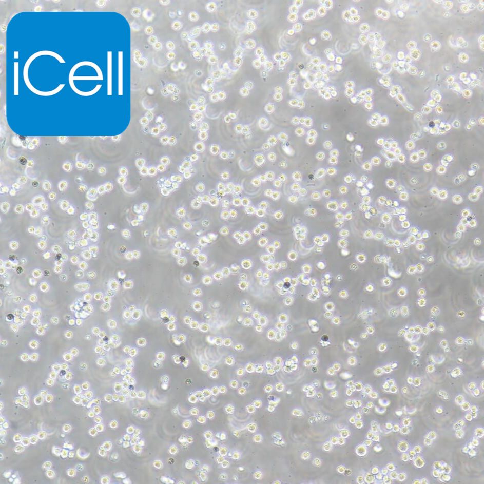 SDOW-17 小鼠杂交瘤细胞 种属鉴定