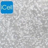 SDOW-17 | SDOW-17细胞 | SDOW17 | SDOW17细胞 | SDOW17