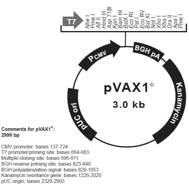 pVAX1