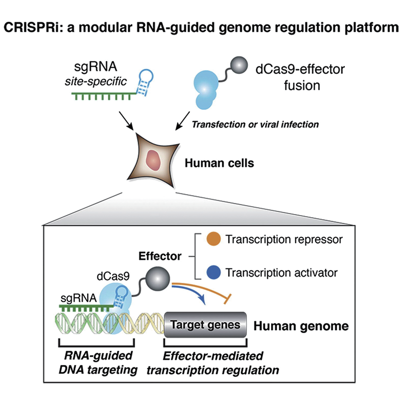 过表达基因超过病毒载体容量怎么解？CRISPR/dCas9助力实现超大基因内源过表达