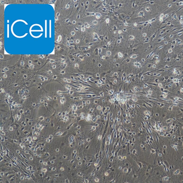 大鼠脑皮层神经元细胞 免疫荧光鉴定 镜像绮点（Cellverse）