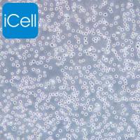 NB4 | NB4细胞 | NB-4细胞 | NB-4 | 急性早幼粒细胞株  |  STR鉴定